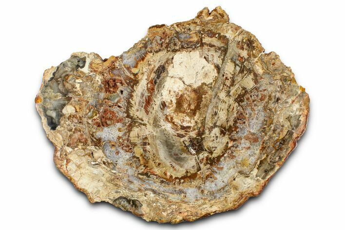 Beautiful Petrified Wood (Araucaria) Slab - Madagascar #361500
